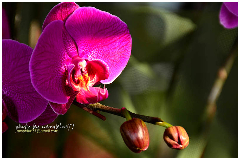 orchid09.jpg