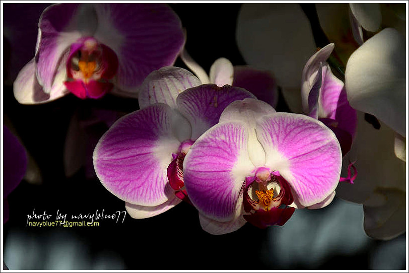 orchid11.jpg