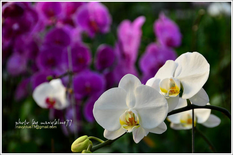 orchid15.jpg