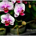 orchid25.jpg