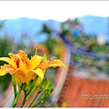 daylily31.jpg