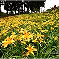 daylily00.jpg