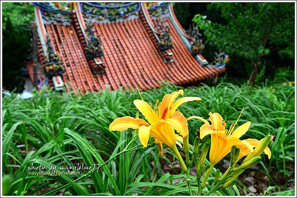 daylily03.jpg