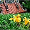 daylily03.jpg