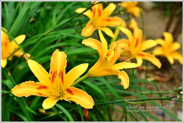 daylily05.jpg