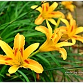 daylily05.jpg