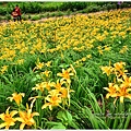 daylily08.jpg