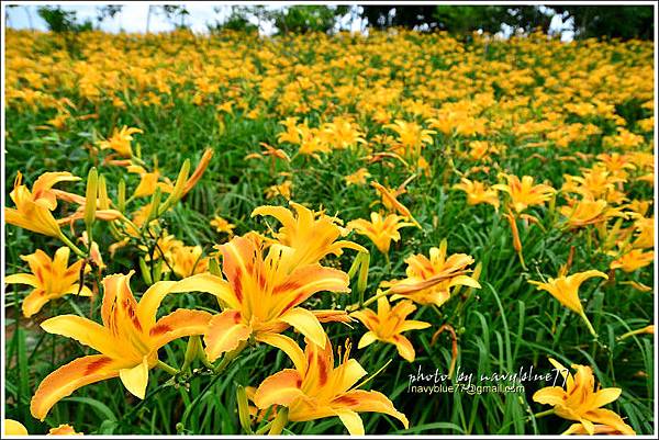 daylily10.jpg