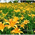 daylily10.jpg