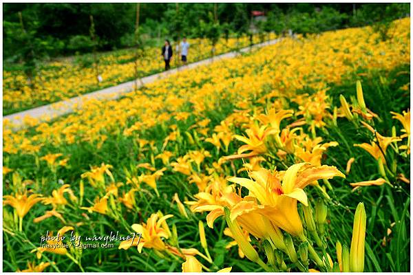 daylily13.jpg