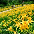 daylily13.jpg