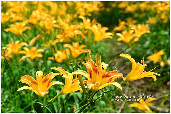 daylily14.jpg