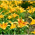 daylily14.jpg