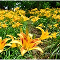 daylily16.jpg