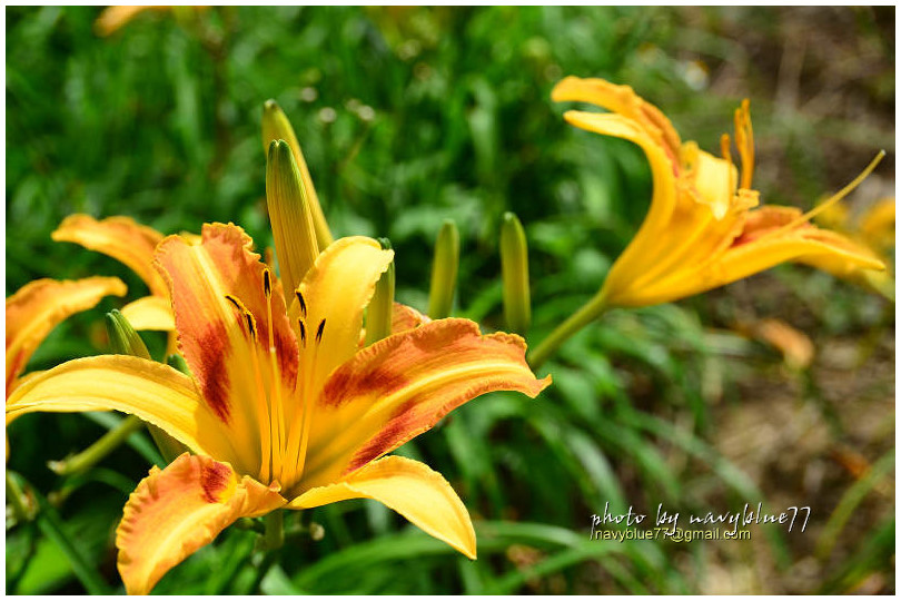 daylily15.jpg