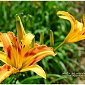 daylily15.jpg