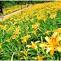 daylily17.jpg