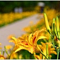 daylily19.jpg