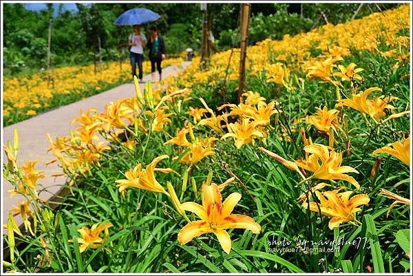 daylily20.jpg