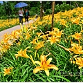 daylily20.jpg