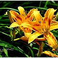 daylily24.jpg