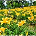 daylily23.jpg