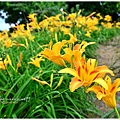 daylily29.jpg