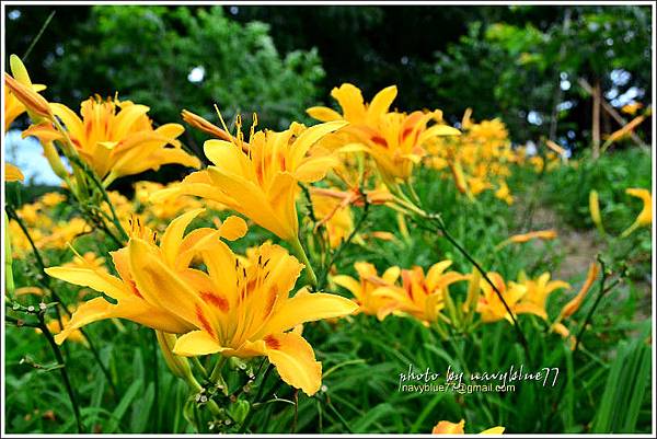 daylily30.jpg