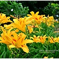 daylily30.jpg