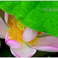 waterlily2014-01.jpg