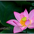 waterlily2014-04.jpg