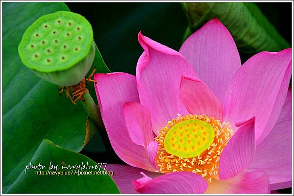 waterlily2014-05.jpg