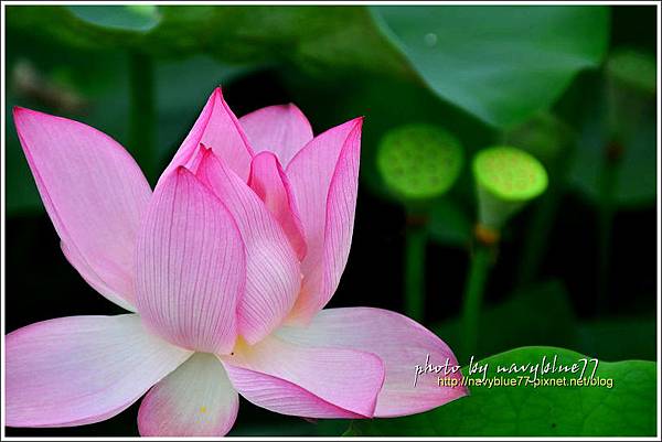 waterlily2014-06.jpg