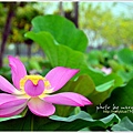 waterlily2014-09.jpg