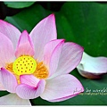 waterlily2014-24.jpg