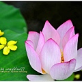 waterlily2014-27.jpg