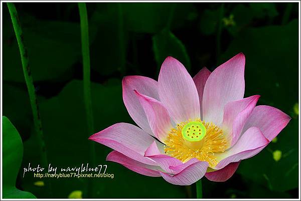 waterlily2014-32.jpg