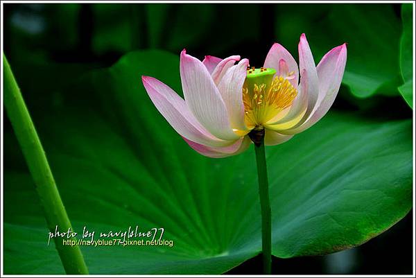 waterlily2014-36.jpg