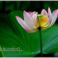 waterlily2014-36.jpg