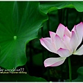 waterlily2014-35.jpg