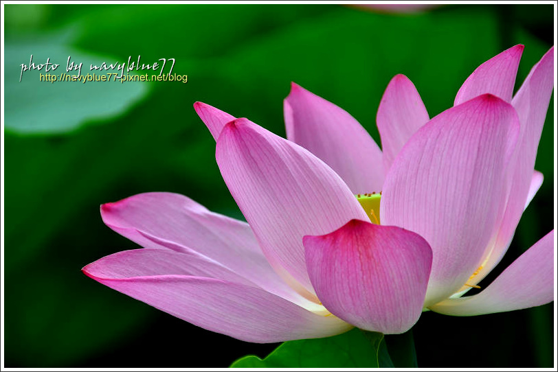 waterlily2014-47.jpg