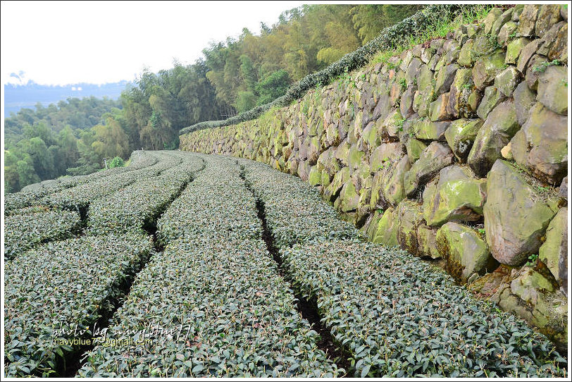 樟湖-大尖山21.jpg