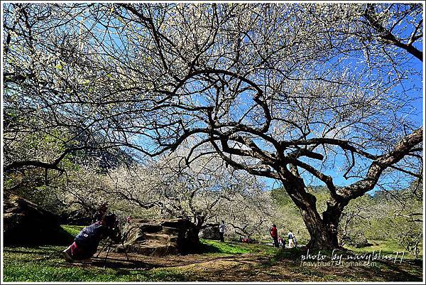 信義鄉柳家梅園07.JPG