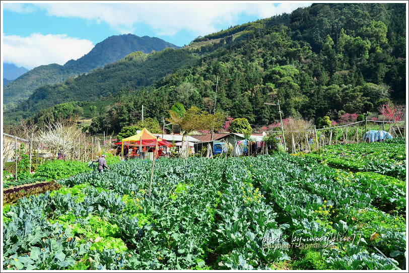 信義鄉草坪頭47.jpg