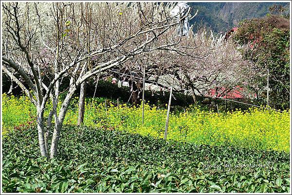 信義鄉草坪頭48