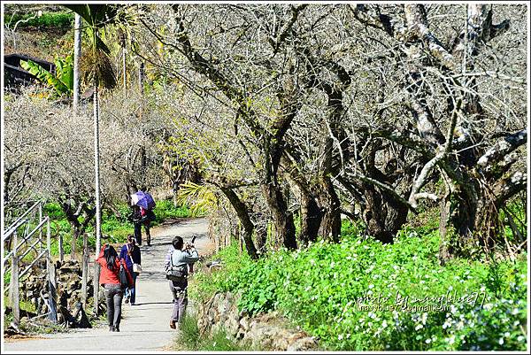 牛稠坑柳家梅園後山祕境04.jpg