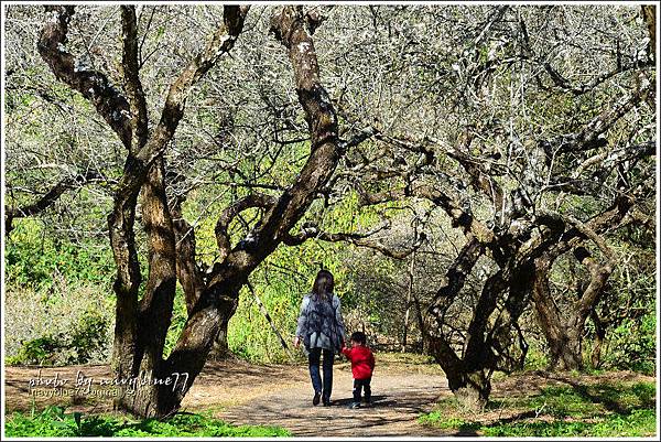 牛稠坑柳家梅園後山祕境08.jpg