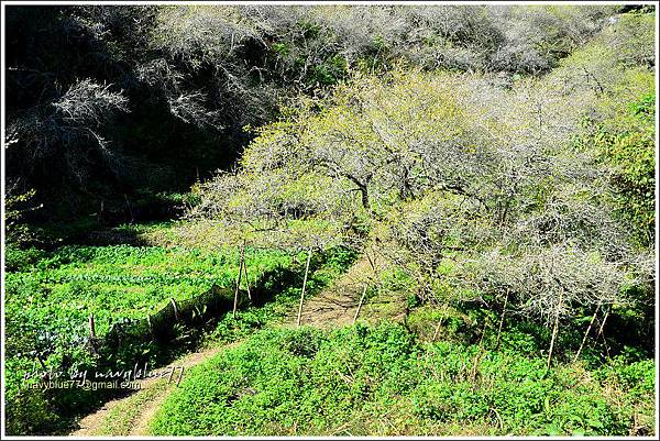 牛稠坑柳家梅園後山祕境09.jpg