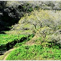 牛稠坑柳家梅園後山祕境09.jpg