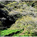 牛稠坑柳家梅園後山祕境10.jpg